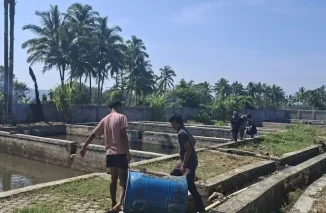 Hasil Lobi Wali Kota ke Anggota DPR, Padang Panjang Terima Bantuan Induk Ikan dari BPBAT Jambi