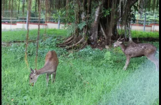 PDIKM Kini Hadirkan Taman Binatang, Dua Ekor Rusa jadi Daya Tarik Baru