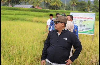 Panen Demplot Padi, Wako Hendri Arnis Dorong Kemandirian Petani