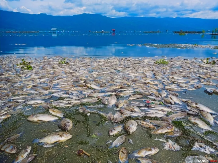 Terlihat ikan mati. Foto Anizur 
