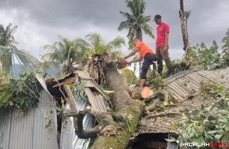 Pohon dengan panjang sekitar 20 meter dan diameter mencapai 80 sentimeter rubuh dan menimpa bagian bangunan rumah warga.