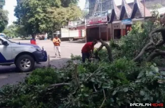 Petugas BPBD Padang melakukan pembersihan pohon tumbang di kawasan GOR Padang.