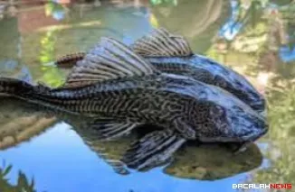 Ilustrasi Ikan Sapu-Sapu. (Dok. Ist)