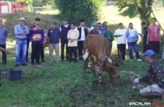 11 Ekor Sapi di Hari Raya Idul Adha 1447 H, Ahlul Badrito Resha: Diharapkan Kurban yang Menetes Hari Ini Jadi Penggugur Dosa