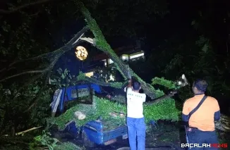 Pohon tumbang timpa mobil milik warga di Padang.