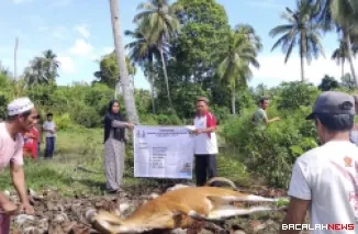 Pemprov Sumbar Pastikan Tebar Kurban di Mentawai Tepat Sasaran
