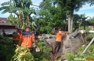Anggota BPBD Padang saat melakukan pembersihan pohon tumbang.