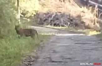 Penampakan kemunculan dua ekor harimau sumatera di jalan lintas menuju Kantor BRIN Koto Tabang dan Kantor GAW membuat Pemerintah Nagari Koto Rantang. (Dok. Ist)