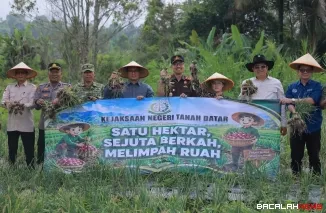 Pemerintah Kabupaten Tanah Datar bersama Kejaksaan Negeri Tanah Datar dan unsur Forkopimda menggelar panen raya Bawang Merah di Nagari Sawah Tangah, Kecamatan Pariangan.